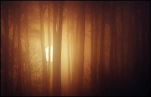 skog_sol_100_x_70