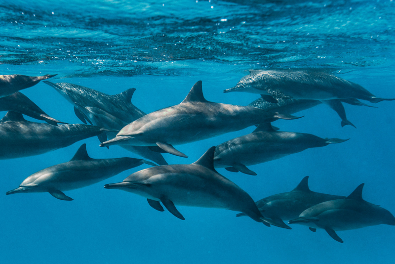 Delfiner under ytan.