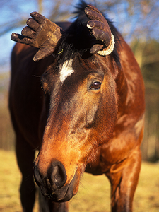 Humor - Häst med hornhandskar.
