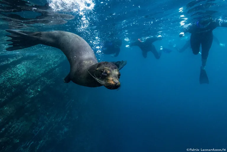 Sjölejon, Galapagos