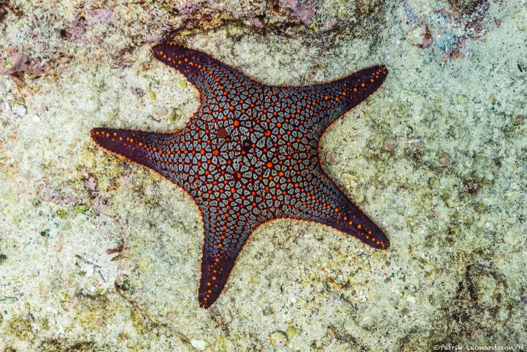 Kuddsjöstjärna, Galapagos