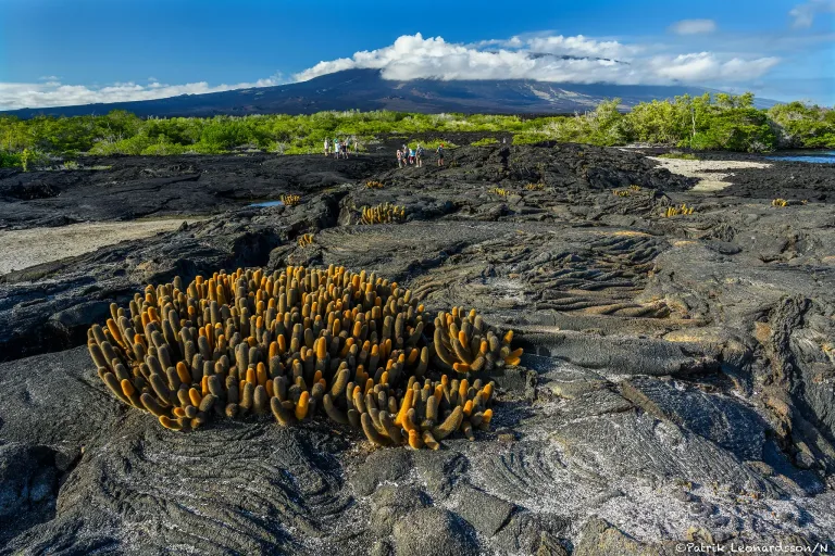 Galapagos